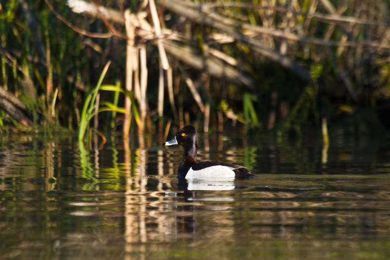 Ring-Necked Duck